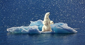 The Myth That the Polar Bear Population Is Declining