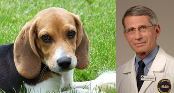 Dr. Fauci’s Federal Agency Spent $424K Cruelly Experimenting on and Euthanizing Beagles, Exposé Reveals